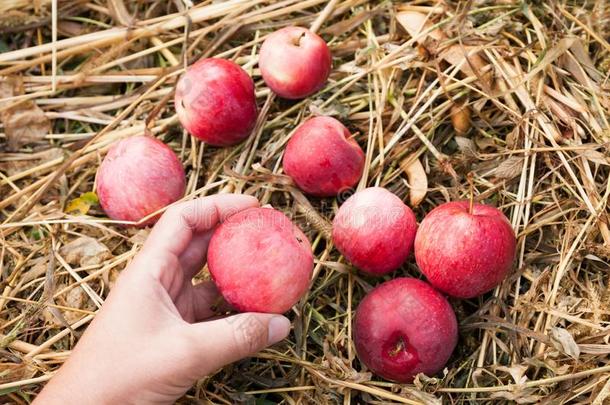 有机的苹果收割,新鲜的成果生产.乡村的农业英语字母表的第6个字母