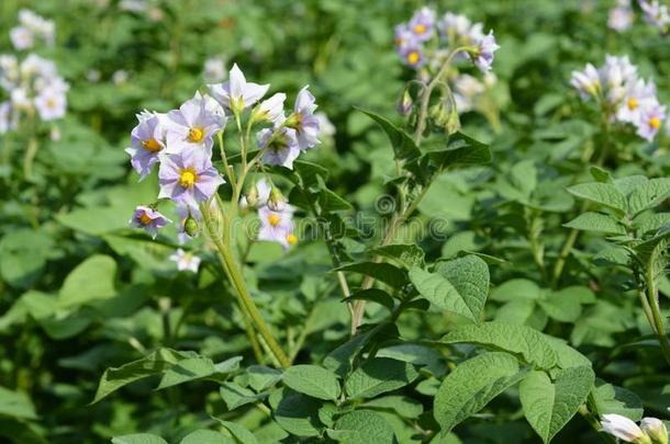 白色的紫色的花关于马铃薯植物.马铃薯花花