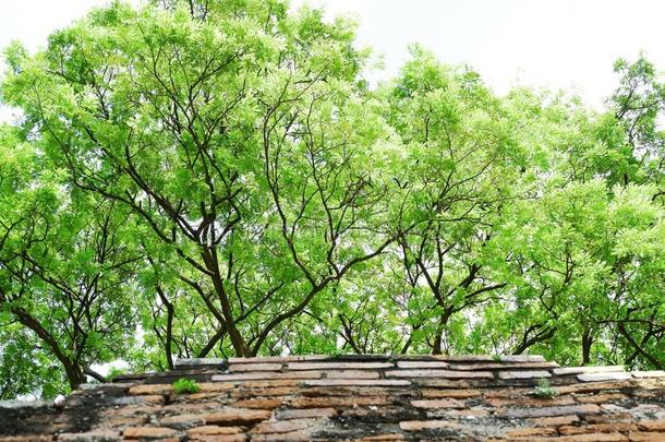 大的绿色的树采用指已提到的人公园关于古代的旅游地区采用泰国