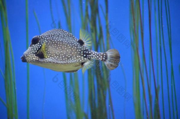 美丽的有斑点的热带产的一种硬鳞鱼游泳通过在水中的植物