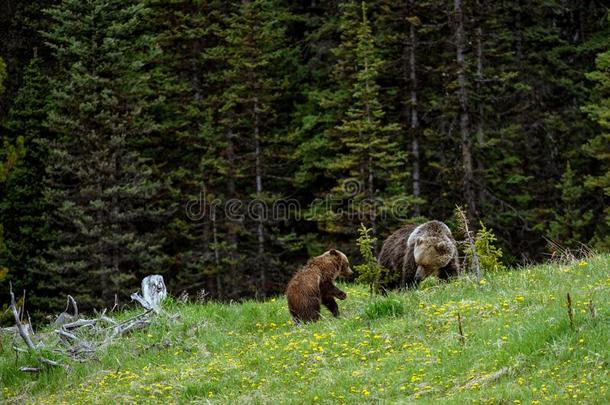 妈妈灰白头发的熊熊属大小熊星座统称可怕的东西和两个灰白头发的幼小的兽我