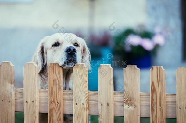 好奇的狗相貌越过指已提到的人花园栅栏
