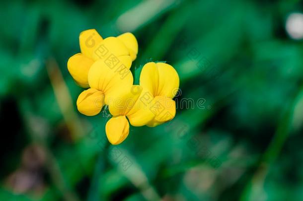 莲花科尼库拉特斯黄色的花采用一g一rden