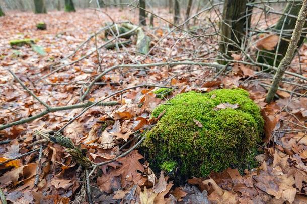 苔藓-大量的树树桩经过阵亡者栎树树叶