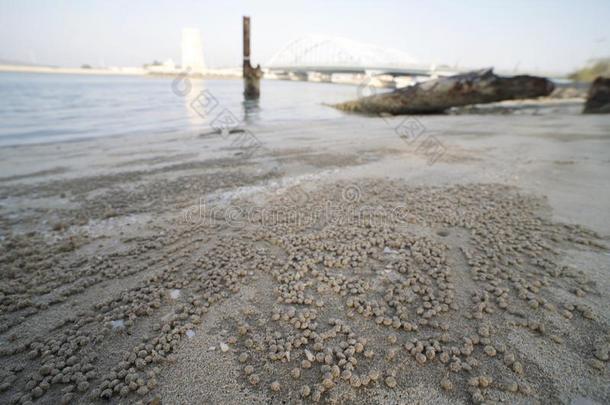 海滩沙喷水式饮水口蟹地面看法