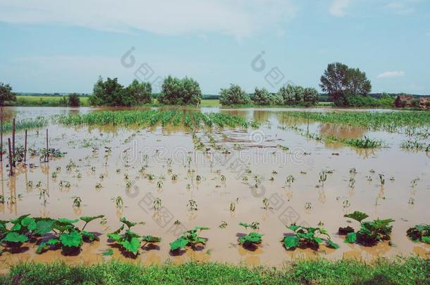 种植园关于蔬菜和谷类植物<strong>破坏</strong>在旁边洪水