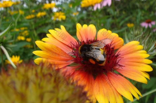 蜂蜜蜜蜂向黄色的和桔子花上端关于<strong>金光</strong>菊属植物或<strong>黑</strong>的