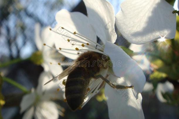 苹果树花和<strong>蜜蜂</strong>.<strong>蜜蜂</strong>Bumble<strong>蜜蜂</strong>大黄蜂黄蜂西尔菲德high-occupancyvehicle高占用率飞行器