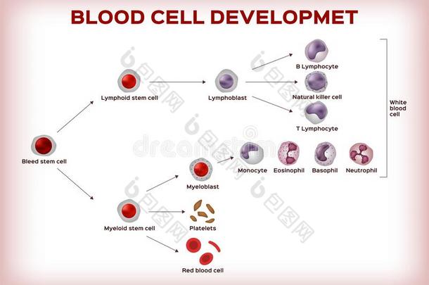 血细胞发展/茎细胞是改变向血小板whiteiron白铁