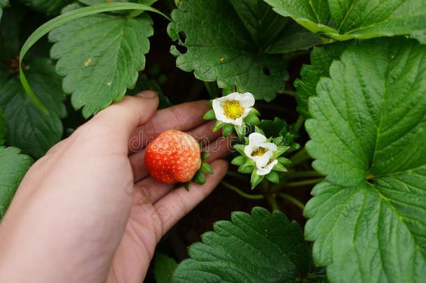 有机的草莓是生长的