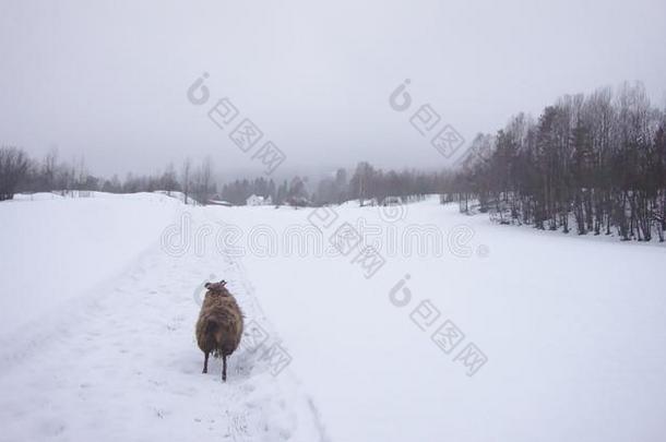 冰岛的羊跑步采用指已提到的人雪朝一森林