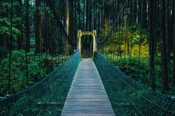 粗绳桥向指已提到的人森林采用阿里山国家的森林消遣