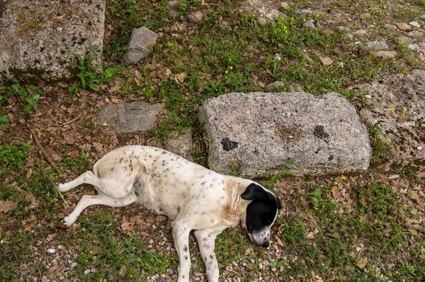 走失狗睡着的在指已提到的人地点关于指已提到的人第一<strong>奥林</strong>匹克运动会在希腊Peloponnesus半岛西部的平原采用
