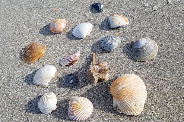 海滩沙和分散的海壳