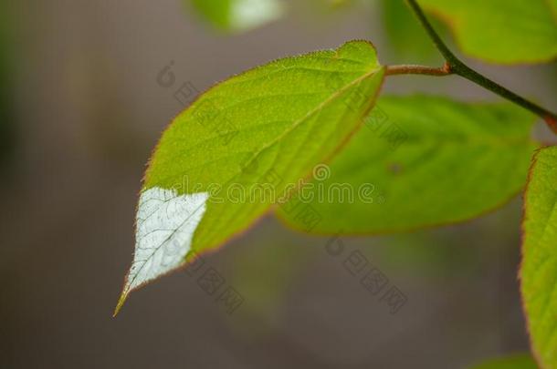 白色的和绿色的树叶关于蔓生植物<strong>猕猴桃</strong>柱或瓦里加