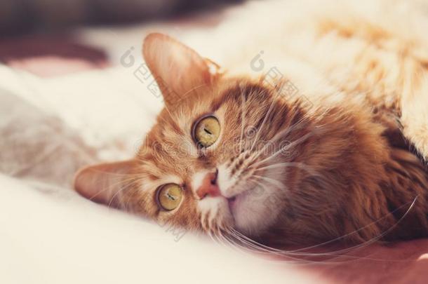 漂亮的猫-美丽的红色的猫和黄色的眼睛