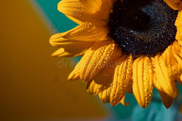 一明亮的和煦的：照到阳光的向日葵和<strong>水珠</strong>落下向黄色的花瓣向Coloran美国科罗拉多州