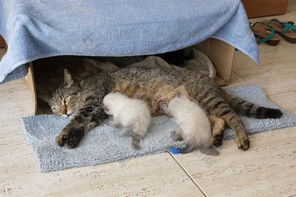 美丽的家庭的猫和新生的新生的暹罗人小猫软毛小动物