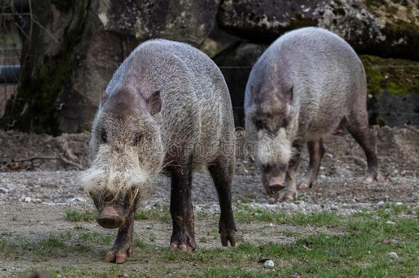 婆罗洲的有胡须的猪,怀疑髯毛的,也大家知道的同样地指已提到的人有胡须的猪