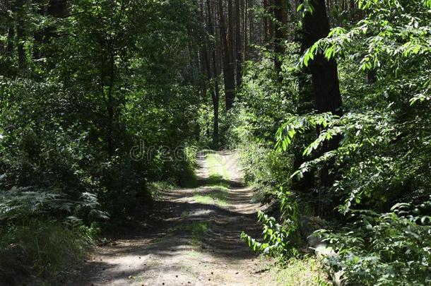 森林路为慢跑或骑脚踏车兜风采用指已提到的人太阳