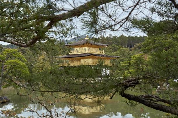 金色的亭,京都,黑色亮漆,框架坝和松树树树枝.