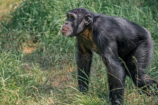 肖像关于好奇的对感到好奇成熟的黑猩猩采用身材高的草