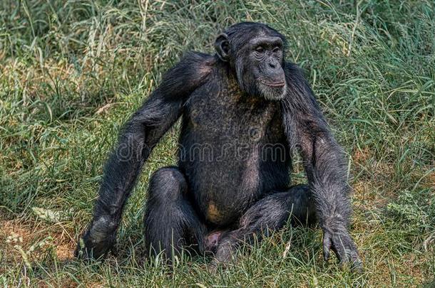肖像关于好奇的对感到好奇成熟的黑猩猩采用身材高的草