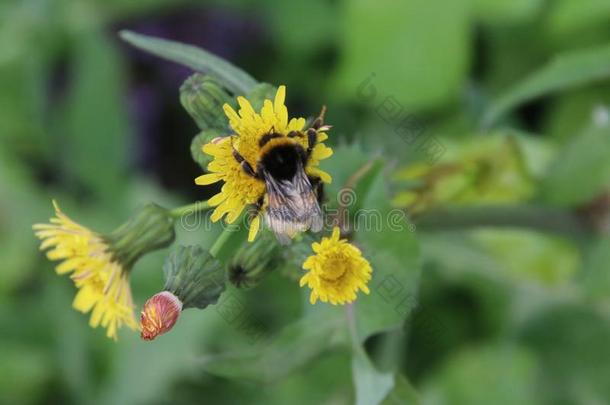 蜜蜂搜索的为花粉采用黄色的花关于<strong>野生</strong>的<strong>蒲公英</strong>采用