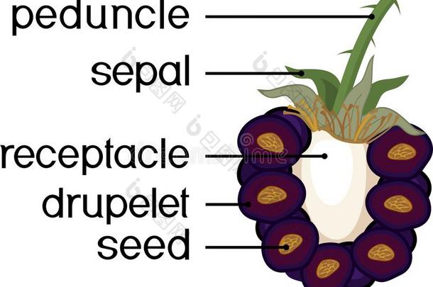 部关于植物.形态学关于黑莓合计成果采用宗派