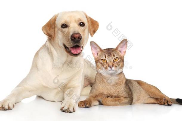 猫和狗同时向白色的背景