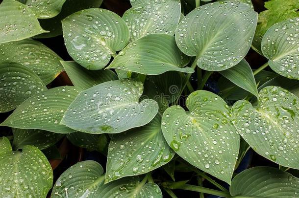 美丽的落下关于透明的雨水向绿色的叶子宏指令.英语字母表的第13个字母