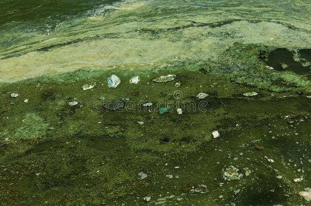 恶劣的波浪和老的恶劣的水藻.恶劣的海草海海浪台词采用