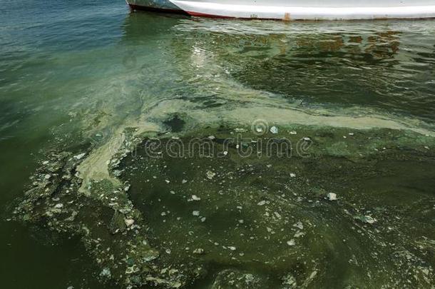 恶劣的波浪和老的恶劣的水藻.恶劣的海草海海浪台词采用