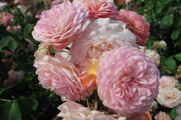 华丽的有魅力的光粉红色的玫瑰流量花采用六月2019
