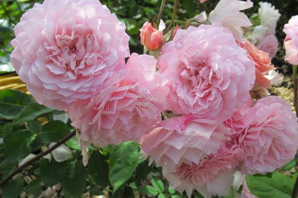 华丽的有魅力的光粉红色的玫瑰<strong>流量</strong>花采用六月2019