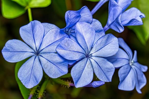 花石墨木耳蓝色-蓝色花花束石墨