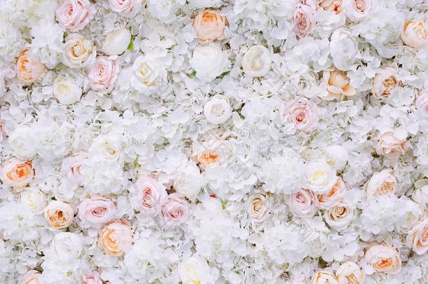 花墙背景和白色的和光桔子玫瑰