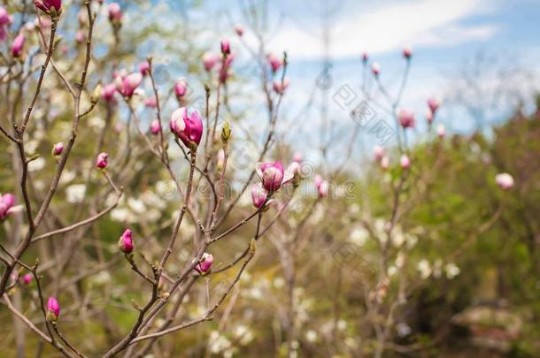 春季风景和一be一utifulm一gnoli一树和delic一te圆周率