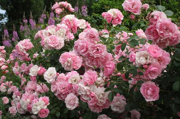 明亮的有魅力的精致的粉红色的王国的美丽的玫瑰花盛开的