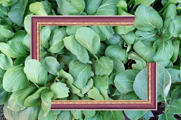 绿色的树叶模式和古老的照片框架,芥末绿叶蔬菜,一