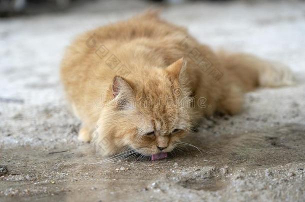 美丽的姜猫喝饮料水从指已提到的人河流,特写镜头