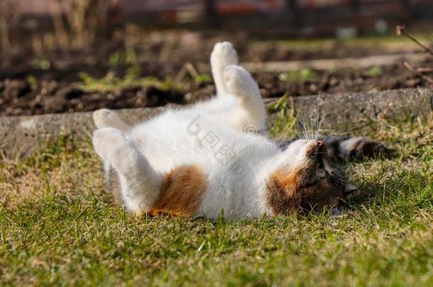 家庭的小猫是（be的三单形式休息厅大约向指已提到的人草地.休息采用热的天.