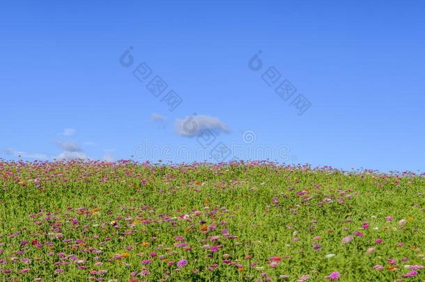 美丽的<strong>风景</strong>关于加拿大<strong>油菜花</strong>田再一次蓝色天