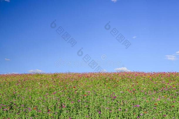 美丽的风景关于加拿大<strong>油菜花田</strong>再一次蓝色天