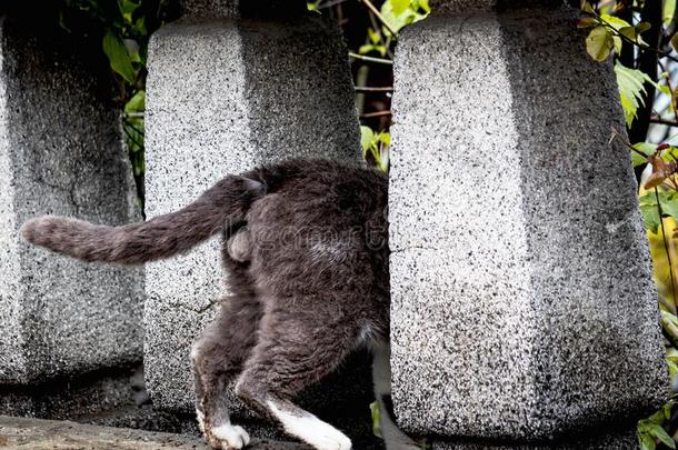 有趣的照片关于猫湿草地演奏隐藏和恶心的,隐藏在之间指已提到的人pilula丸剂