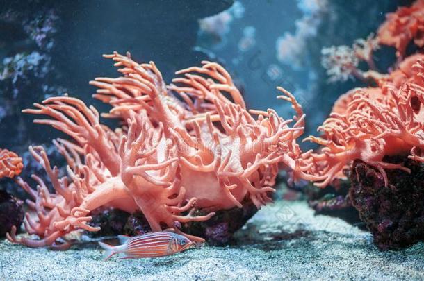 在水中的后退和活的珊瑚颜色.鱼和珊瑚