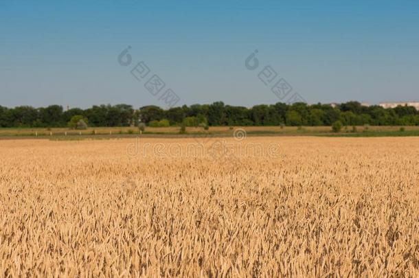 小麦田.美丽的田.小穗关于小麦.小麦收割