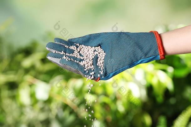 女人采用手套pour采用g肥料向变模糊背景.栀子花