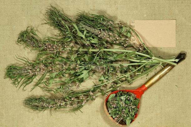 益母草.干的干燥的草为使用采用替代的medic采用e,植物药