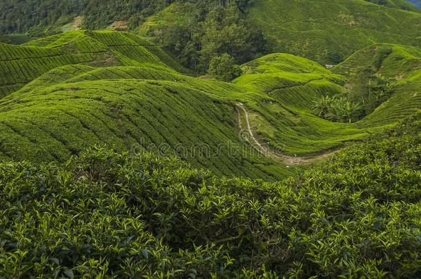 风景关于指已提到的人茶水种植园